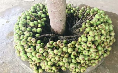 Quy trình dịch vụ chuyển nhà trọn gói tại hà nội